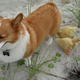Illustration for article titled Make Way for Corgi